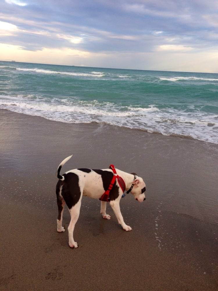 Hollywood dog beach