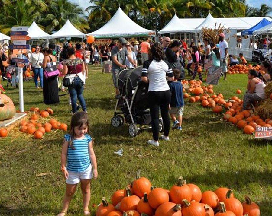 Coconut Grove Pumpkin