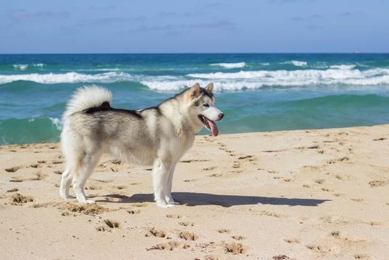 Miami’s Dog-Friendly Beaches