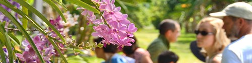 Redland Orchid Festival