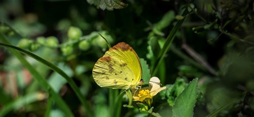 Butterfly walk