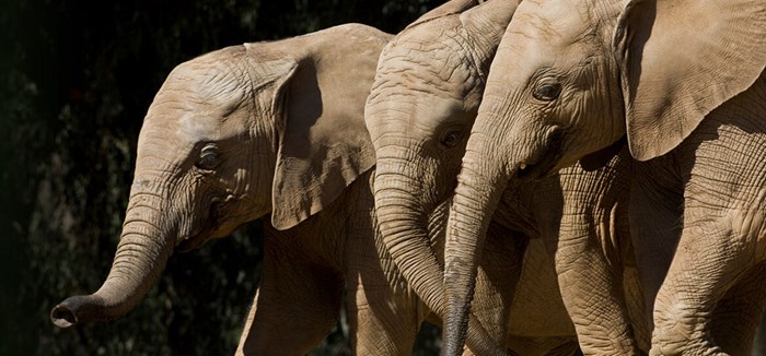 San Diego Zoo