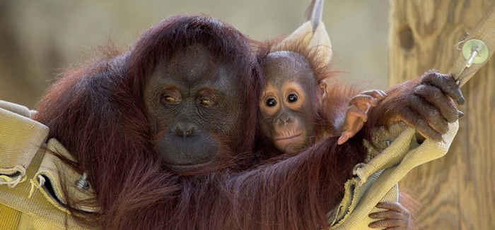 Zoo Atlanta