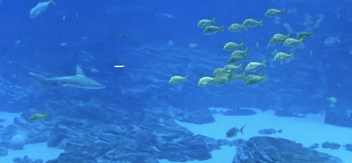 Georgia Aquarium