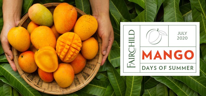 Mango Days of Summer Festival