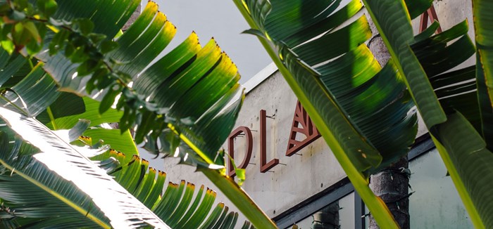 Planta