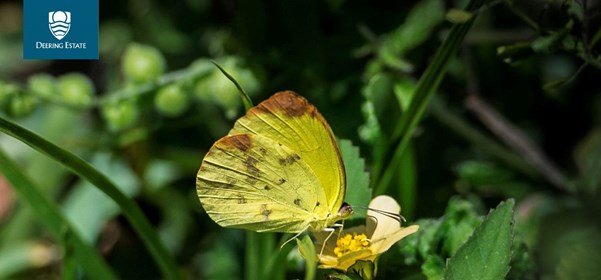 Butterfly Walk at Deering Estate