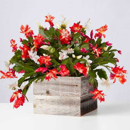 Christmas Cactus (Ph. Plants.com)