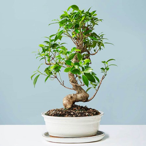 Ficus Bonsai Tree (Ph. Plants.com)
