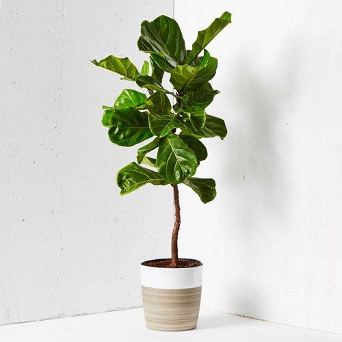 Fiddle Leaf Fig (Ph. Plants.com)