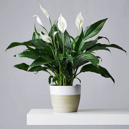 Peace Lily (Ph. Plants.com)