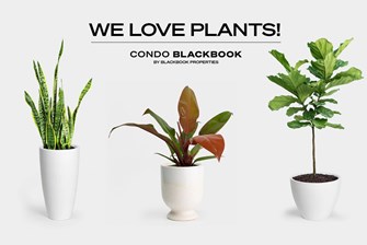 We Love Plants! These are the Best Indoor Plants for Condo Living