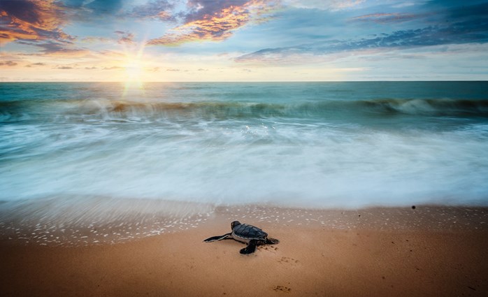 Loggerhead Sea Turtle Day: April 17