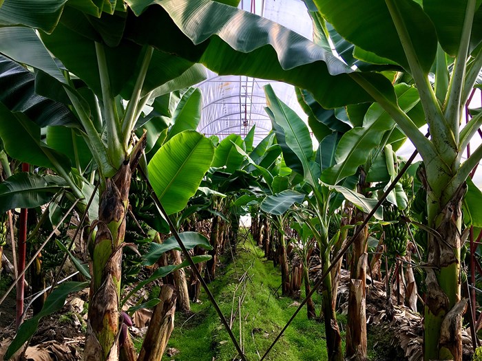 Edible Food Forest at Snyder Park: April 24