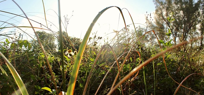 City Nature Photography Challenge at the Frost Science Museum