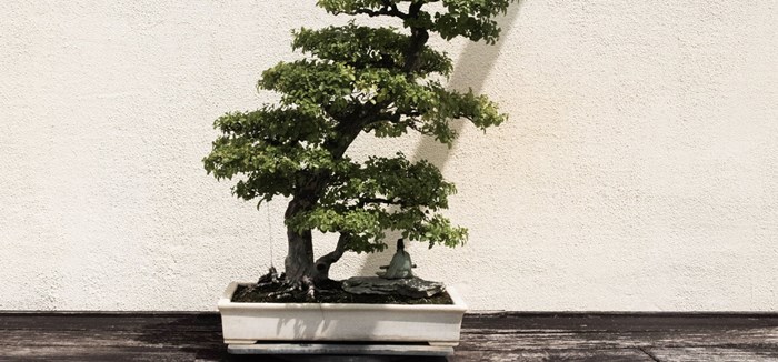 Bonsai Design Class