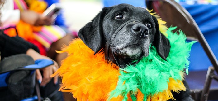Broward County Library’s 16th Annual Children’s BookFest Pet Parade: May 22