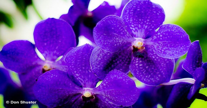 Orchid Care Basics + Advanced Care: August 10 & 17