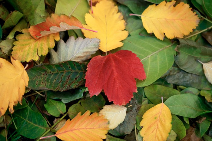 Mini-Me Science - Autumn Leaves: November 14