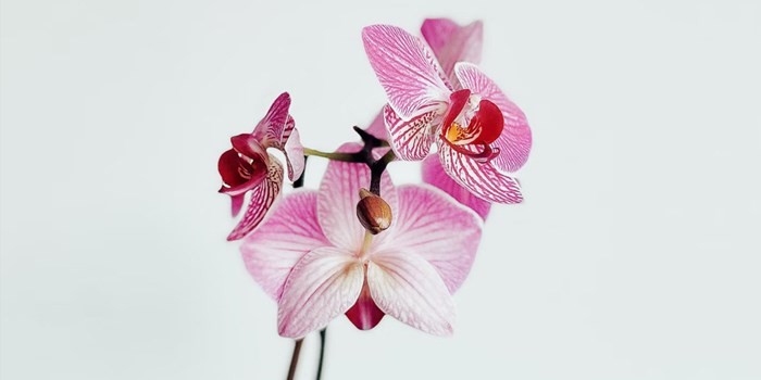 Orchids In Bloom & More Orchid-themed Events at the Fairchild: March 11 & 12