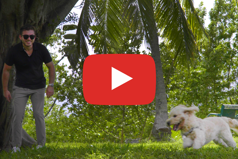 Video: The Most Dog-Friendly Neighborhoods in Miami