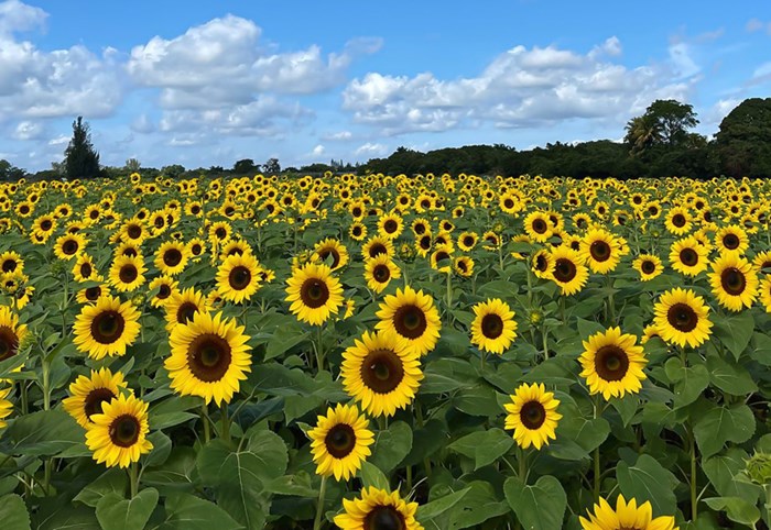 Miami Attraction & Museum Months: April 1 – May 30