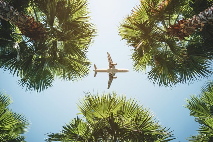 Looking up! Plane passing over palm trees